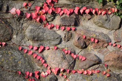 High angle view of pink roses on rock