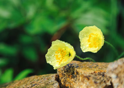 Close-up of yellow flowering plant