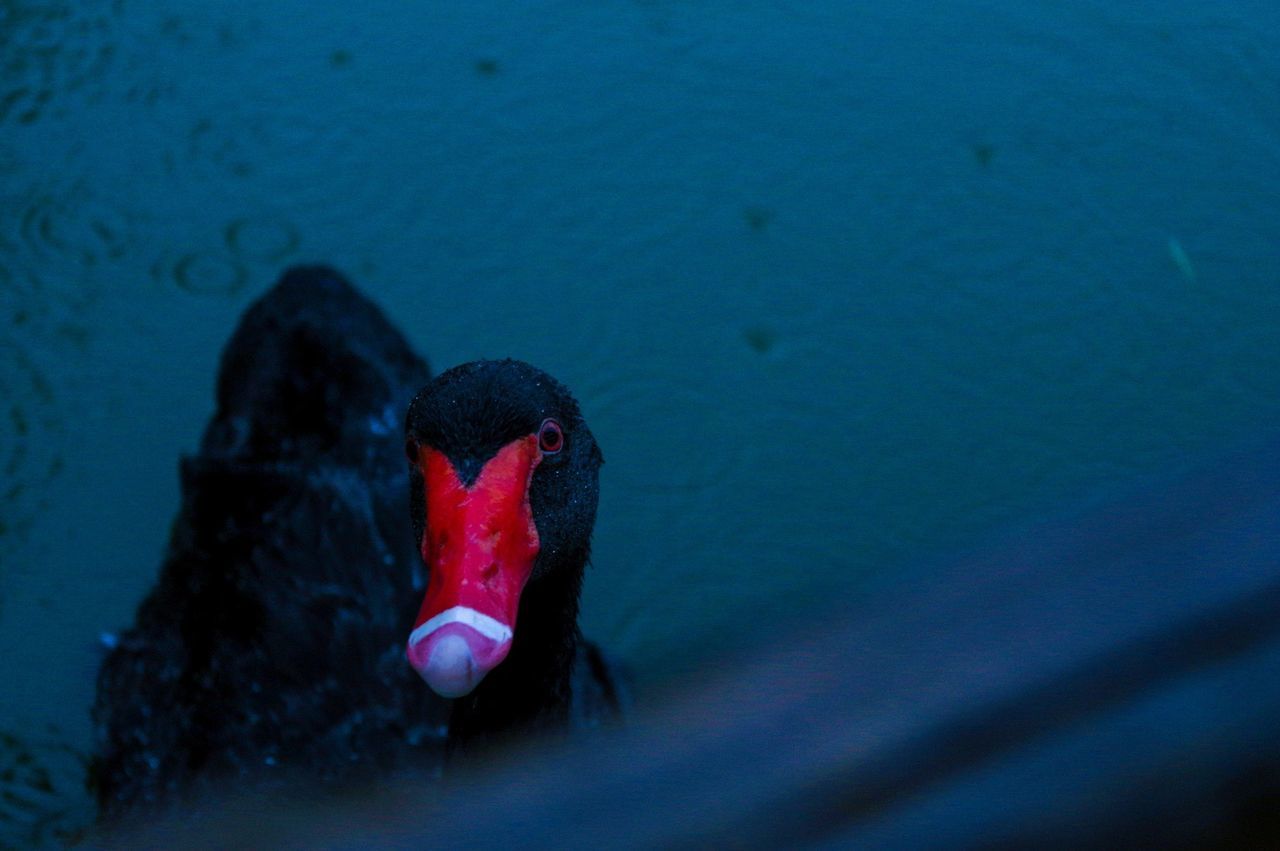 water, animal themes, red, swimming, animals in the wild, wildlife, one animal, sea, high angle view, bird, nature, underwater, outdoors, lake, day, rippled, fish, no people, close-up, waterfront