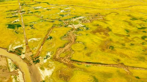 Full frame shot of yellow leaf