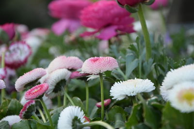 Close-up of pink flowering plants in park