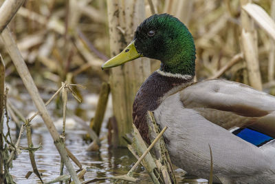 Close-up of a bird in lake