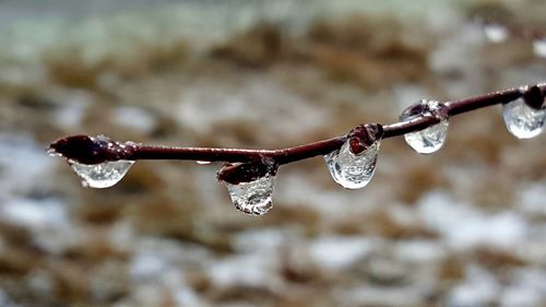 Close-up of water drops on twig