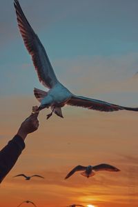 Low angle view of bird flying against sky during sunset