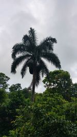 Low angle view of coconut palm tree against sky