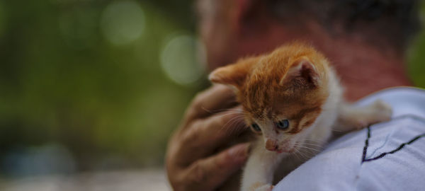 Close-up of man holding kitten