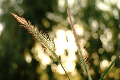 Close-up of stalks in field