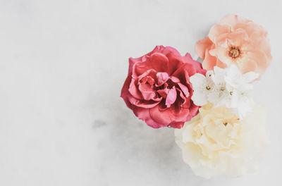 Close-up of rose against white background