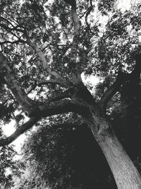 Low angle view of trees