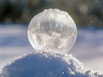 Close-up of jellyfish against blurred background