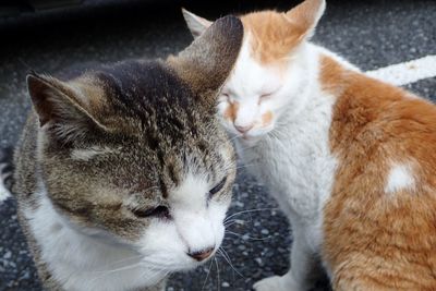 Close-up of cat