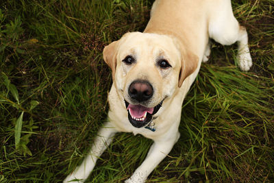 High angle view of dog on field