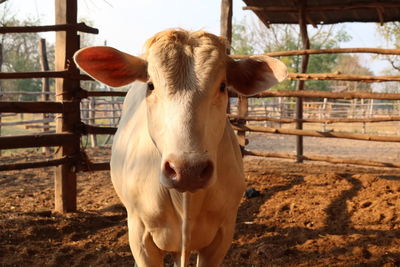 Portrait of cow standing in pen