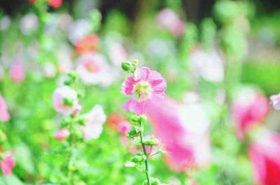 Close-up of flower blooming outdoors