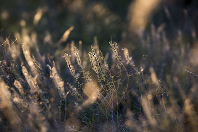 Close-up of flowering plant on field