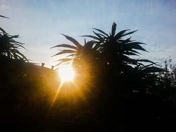 Silhouette of trees at sunset