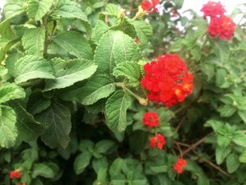 Close-up of red flowers blooming outdoors