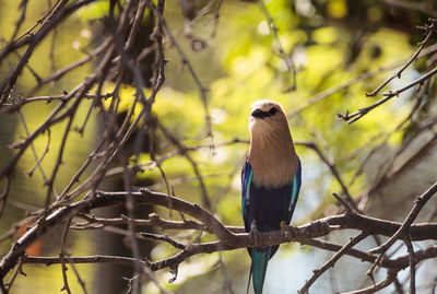 Blue-bellied roller called coracias cyanogaster is found in senegal to zaire and sudan.