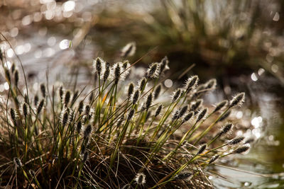 A beautiful cotton grass in a swamp in early spring