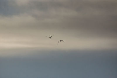 Low angle view of birds flying in sky