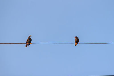 Low angle view of birds perching on cable against clear sky