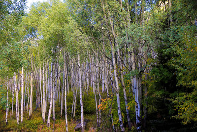View of trees in forest
