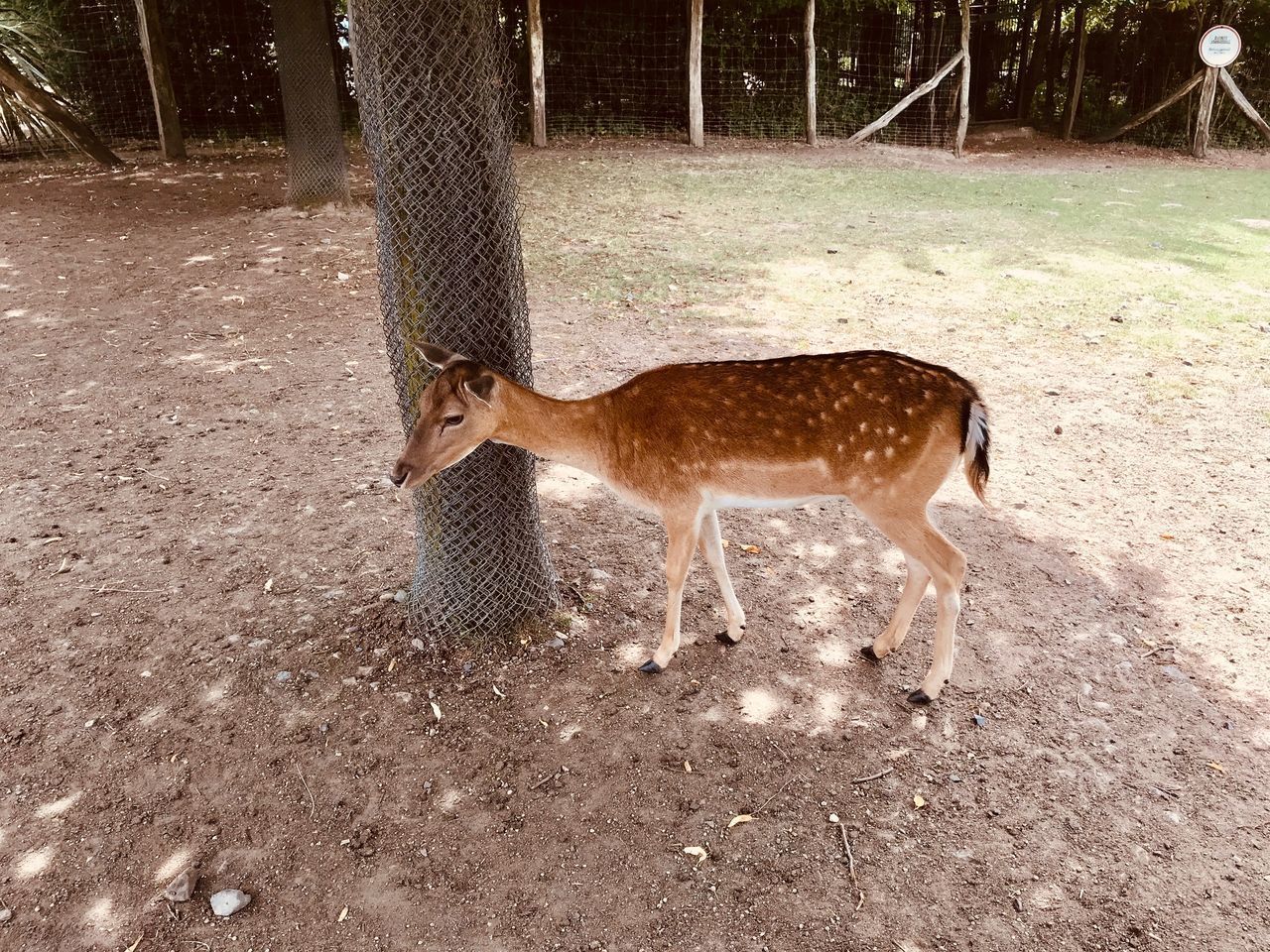 VIEW OF DEER STANDING ON FIELD