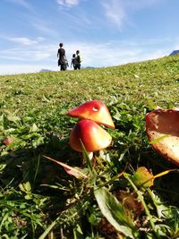 Mushroom growing on field against sky