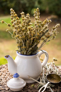 Close-up of potted plant on table