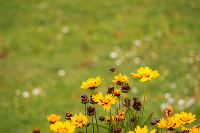 Close-up of yellow cosmos flowers blooming on field
