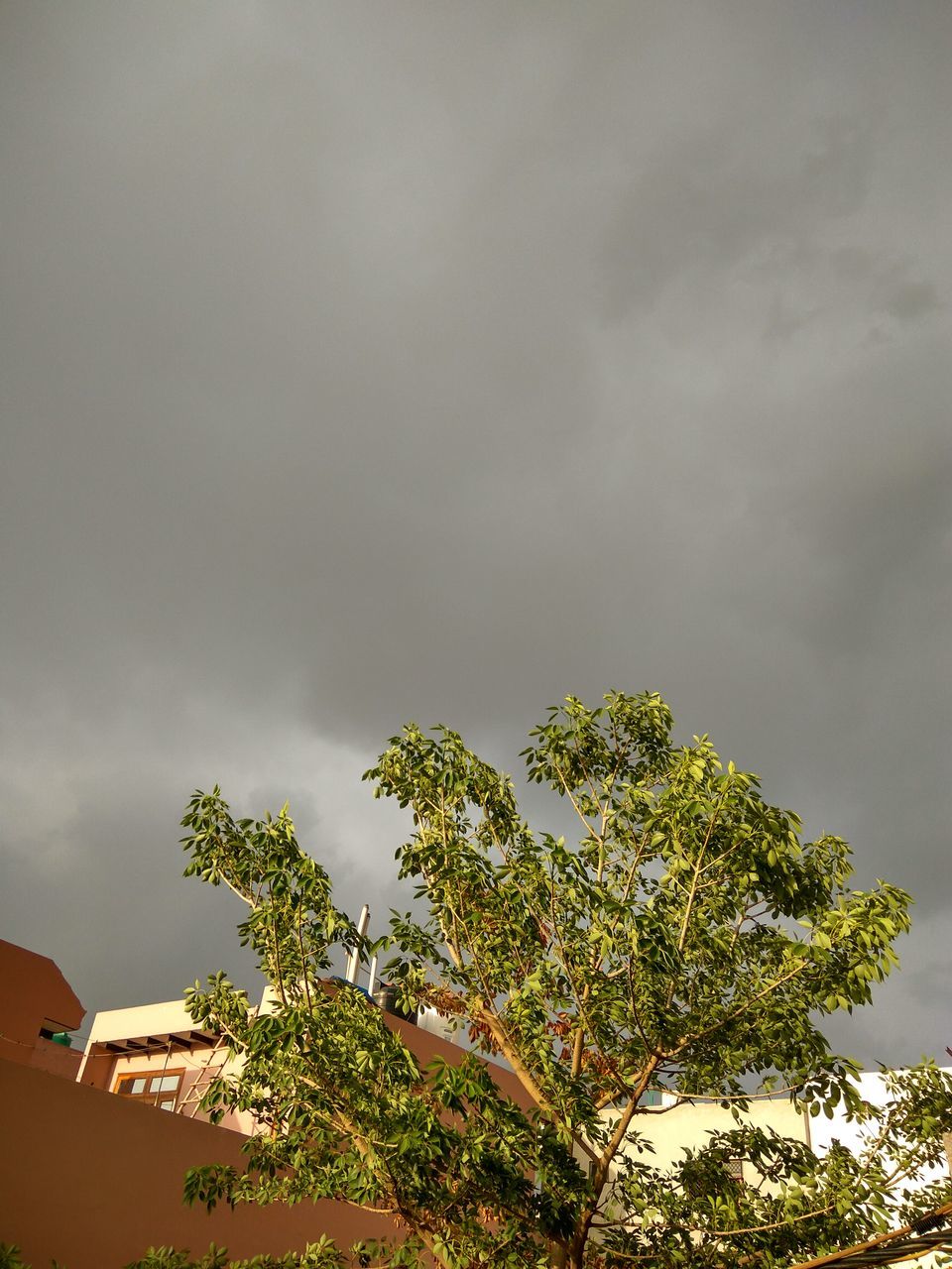 sky, tree, building exterior, cloud - sky, low angle view, built structure, architecture, cloudy, growth, nature, house, branch, beauty in nature, cloud, overcast, high section, outdoors, no people, day, plant