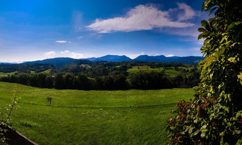 Scenic view of field against sky