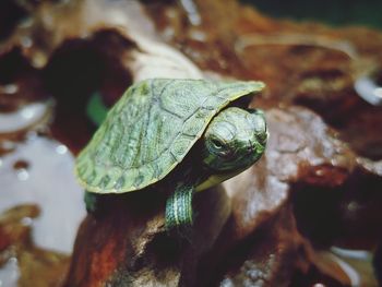 Close-up of turtle