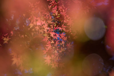 Close-up of multi colored leaves