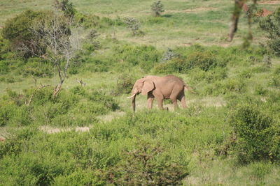 Horse grazing on grassy field