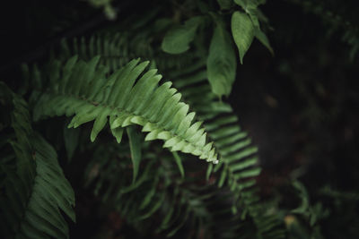 Close-up of leaves