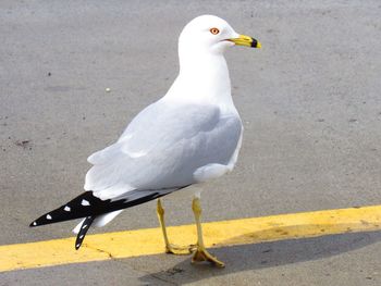 High angle view of seagull on road