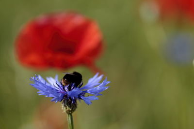 Close-up of insect on flower