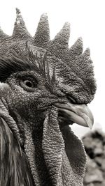 Close-up of bird against clear sky