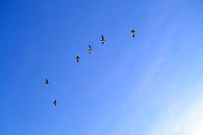 A flock of birds flies in the canadian sky in british columbia, in a bright blue sky