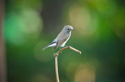 Close-up of bird perching outdoors