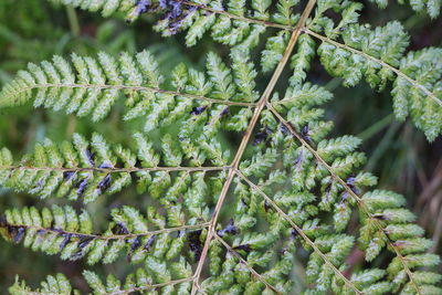 Close-up of green leaves on tree