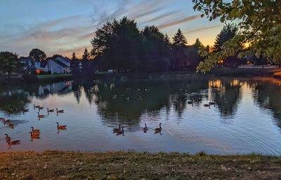 Ducks swimming in lake at sunset