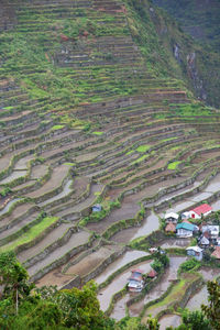 High angle view of agricultural field