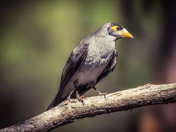 Close-up of bird perching on branch