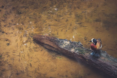 High angle view of white-faced whistling duck perching on log amidst lake with fishes