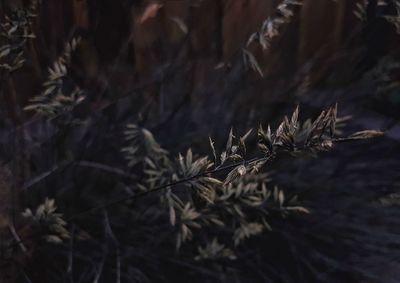 Close-up of dry leaves