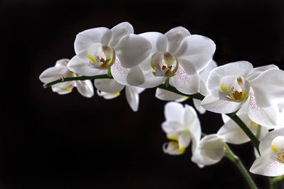 Close-up of white flowers against black background