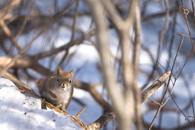 Portrait of squirrel