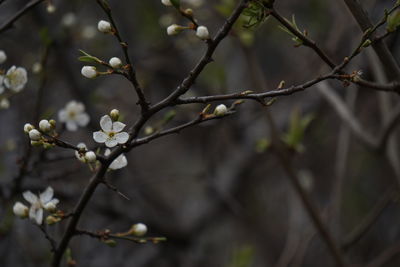 Close-up of white flowers on branch